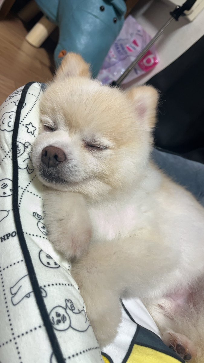 ぽんすけページ ぽんすけ❕11/23感謝アニクラ🕺 (@kziiiiizk) / Posts / X