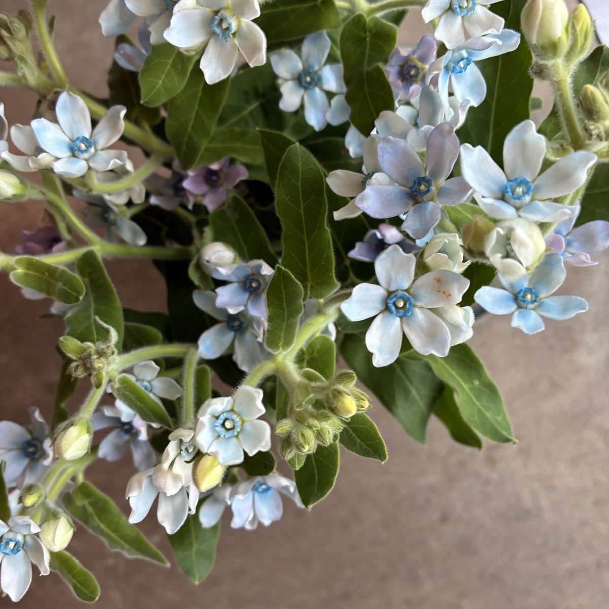 さくらんぼ Sakuranbow (@sakuranbow20) / Posts / X