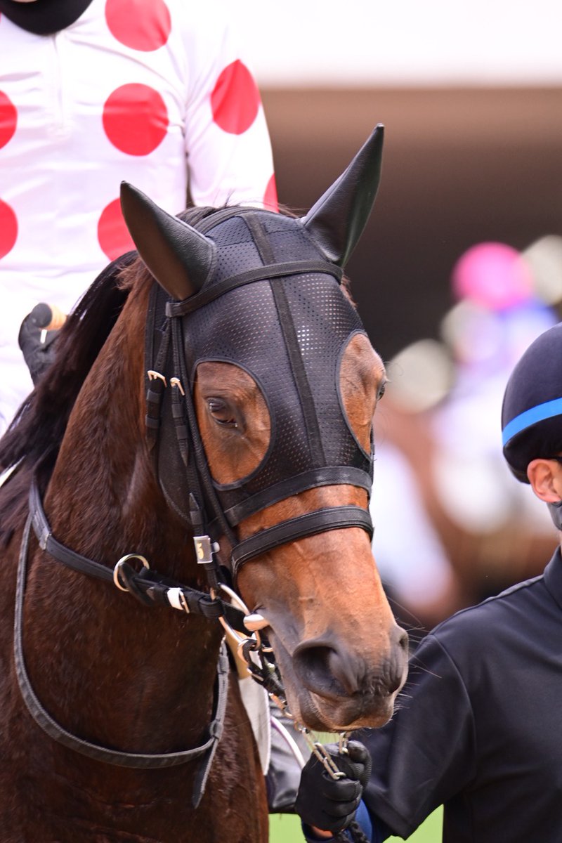 く*ろ様 競走馬　スペシャルウィーク　無口 く*ろ様 競走馬 スペシャルウィーク 無口 く*ろ様 競走馬