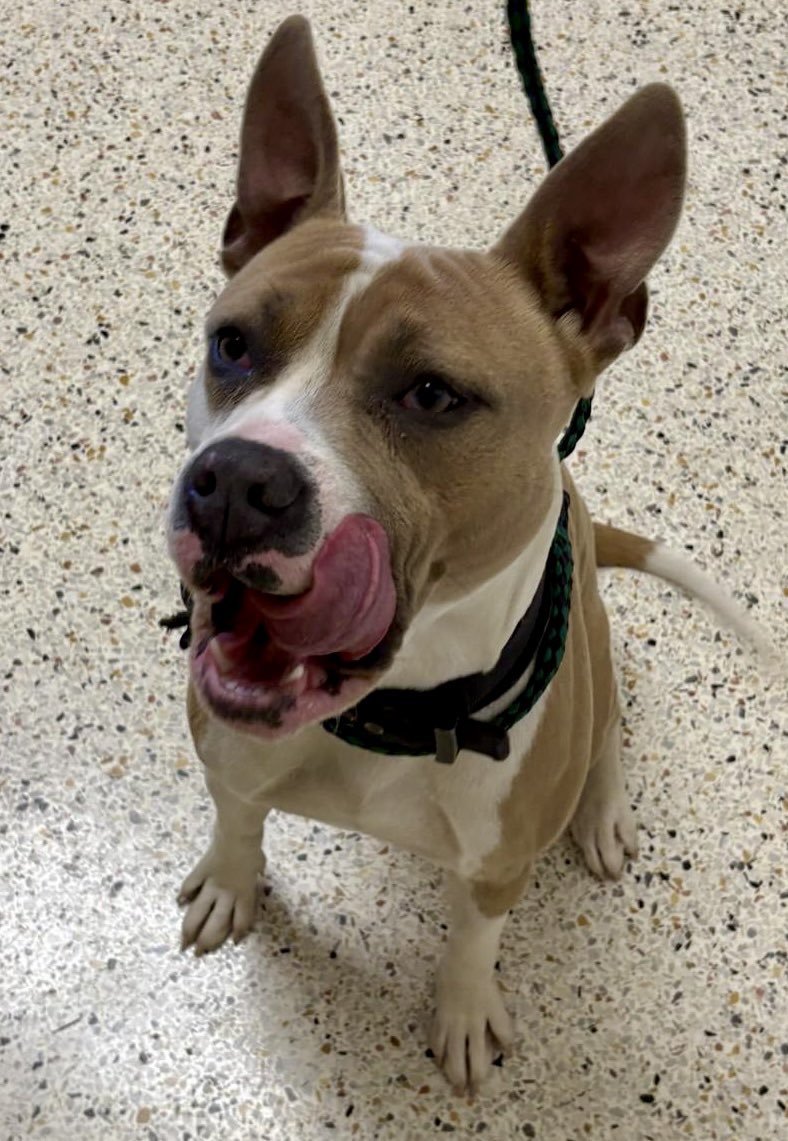 LacDonna's tweet image. This handsome guy is really in need of a new name! So i am calling him Jacko. Jacko needs a home!! He is a great guy!! affectionate &amp;amp;funny. He gets along w/other dogs. But, he needs pledges &amp;amp; retweets to attract a rescue if he isn’t adopted. Please help Jacko. He has ZERO pledges