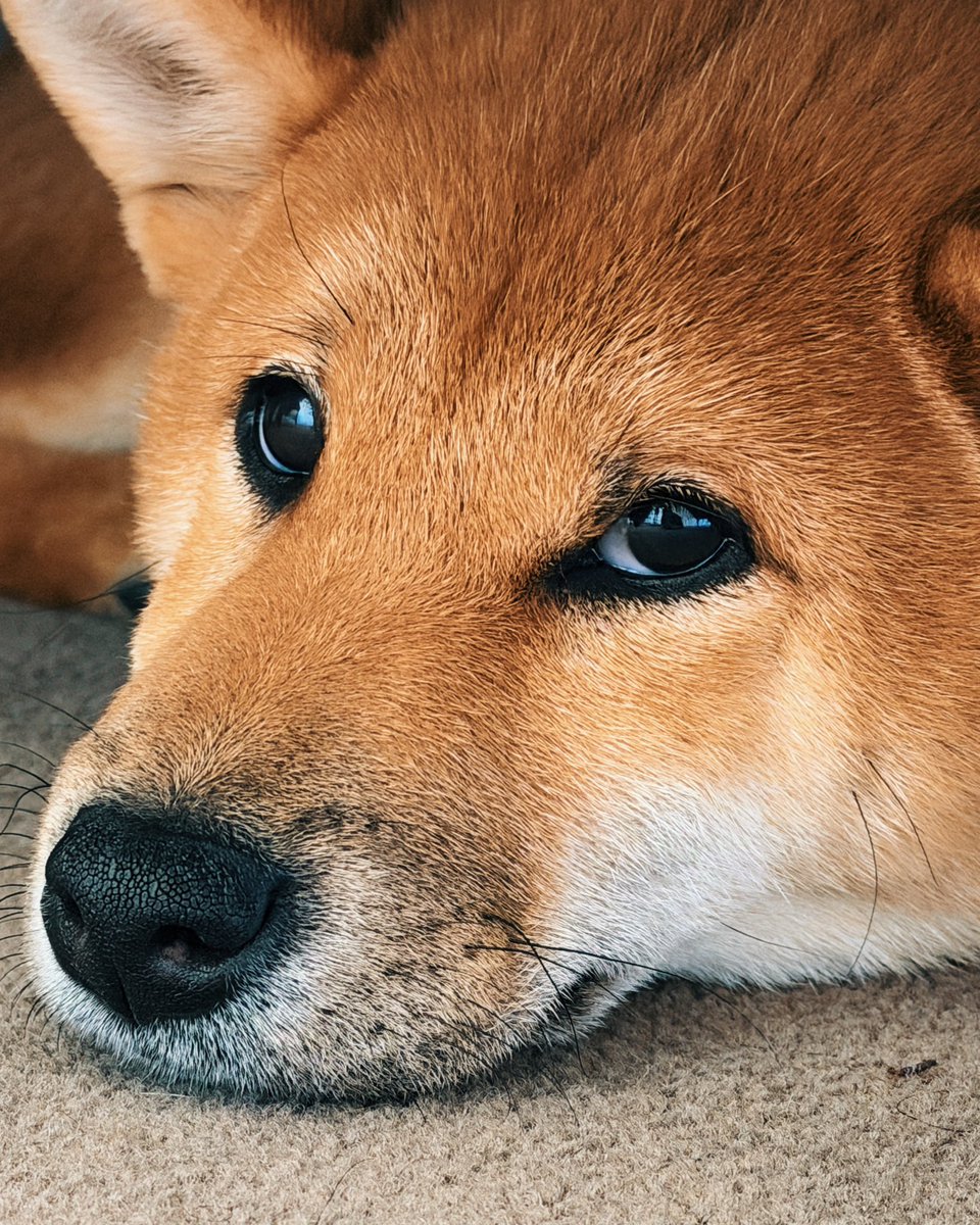 Elysa ˖ ࣪⊹𐙚 tweet media