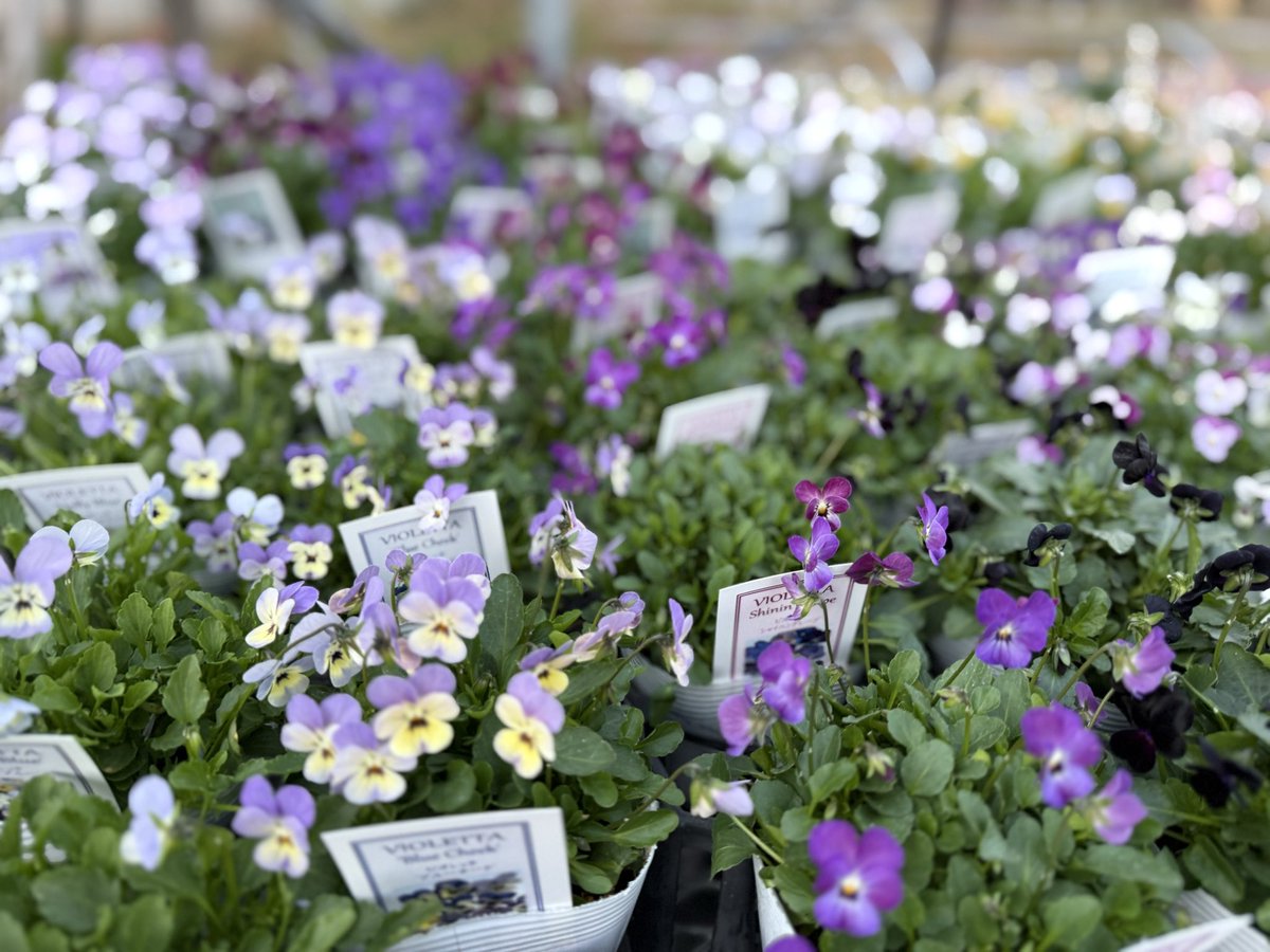 ガーデンショップも
花苗入荷しています🍁

ビオレッタも数量に限りがありますが入荷❣️ぜひお出かけください