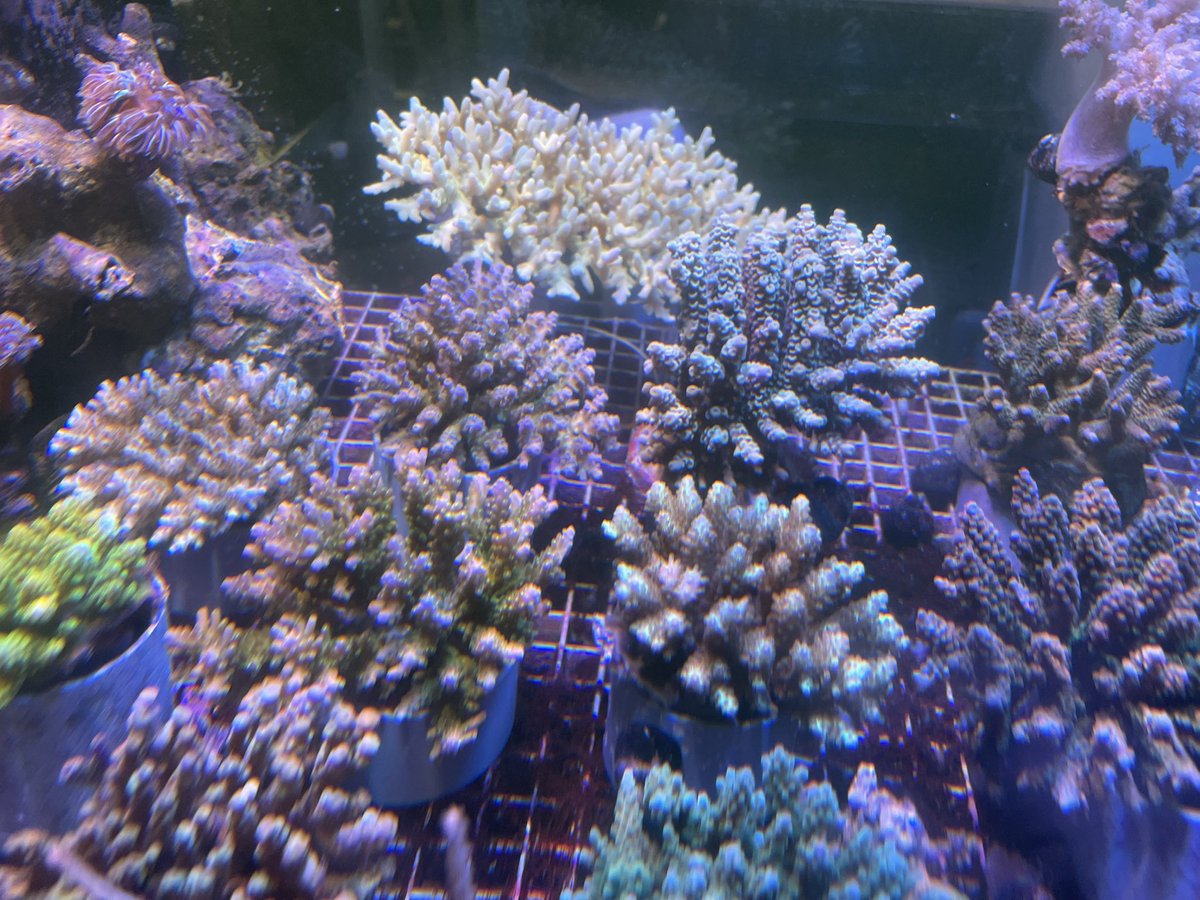 海水魚 ｻﾝｺﾞ専門店VESSEL（ﾍﾞｯｾﾙ） on X