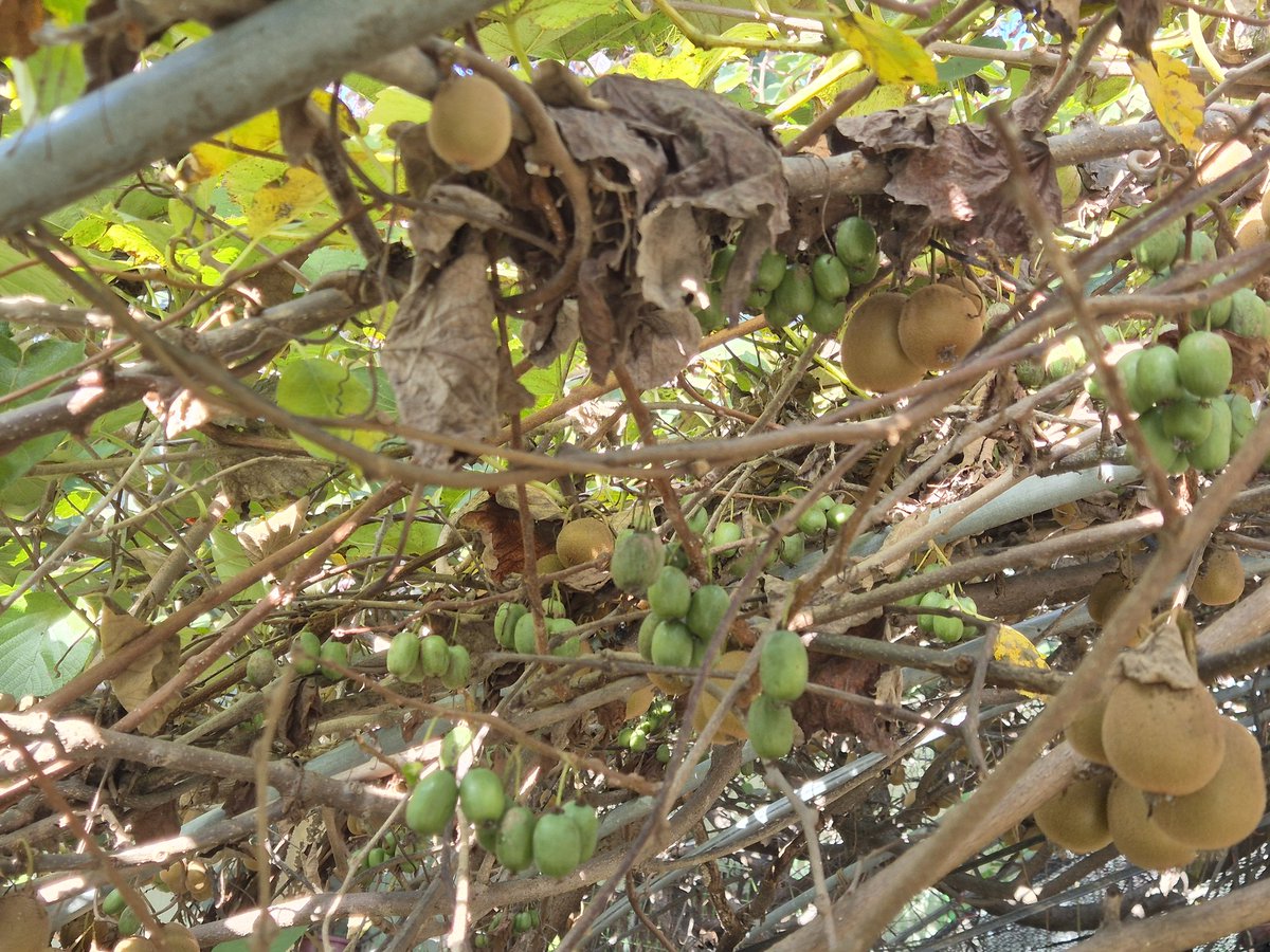 dopalpa's tweet image. 다래가 엄청 새콤달콤하다...