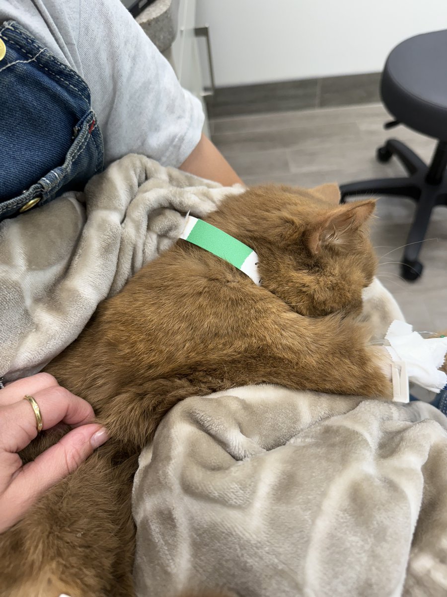 lostintay's tweet image. I&apos;ve had some oomfs reach out asking for my venmo. We tried everything we could to save penny and unfortunately it didn&apos;t work. I&apos;ll be selling some merch but if you wanted to help, my venmo is below🤍 I don&apos;t deserve the friends I have. Just the love &amp;amp; words have been enough.