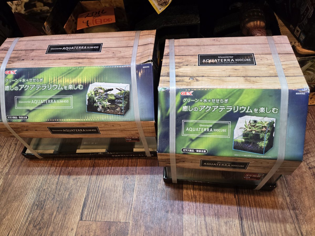 アルマジロ 剥製 爬虫類専門店【𝙳𝙸𝚉𝚉𝚈 𝙿𝙾𝙸𝙽𝚃】東京第002225 on X