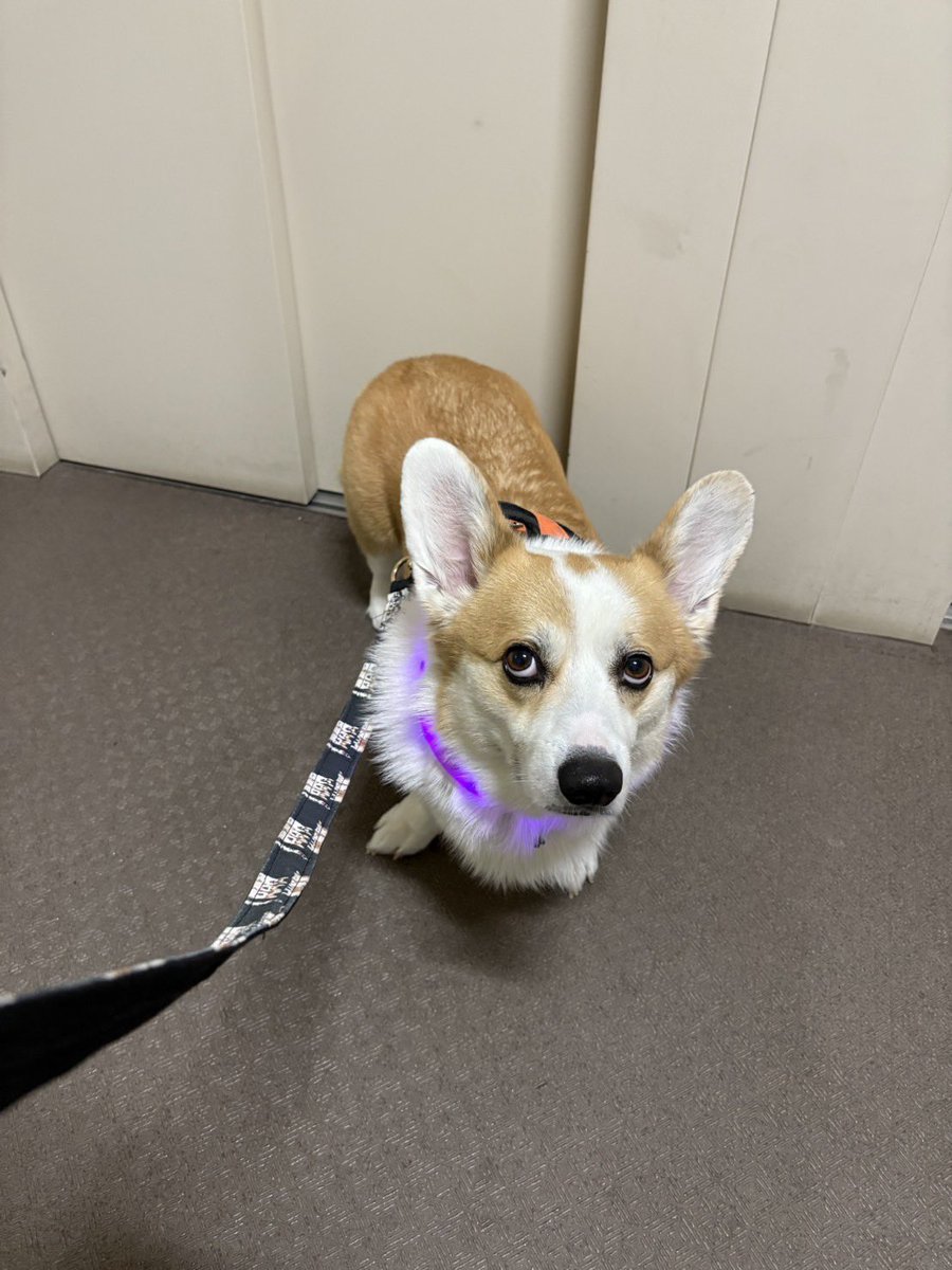 パトラッシュちゃんねる on X