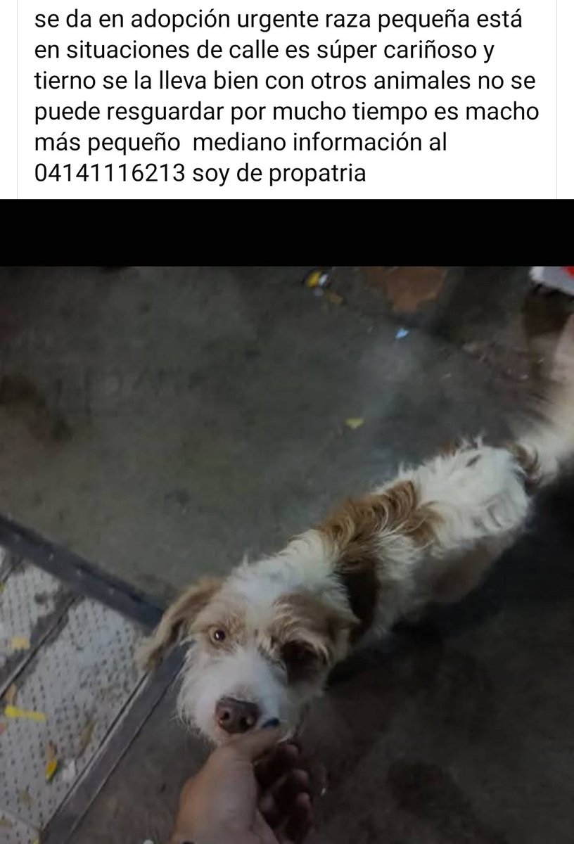 PerroUsuario's tweet image. Busca un hogar responsable, Caracas