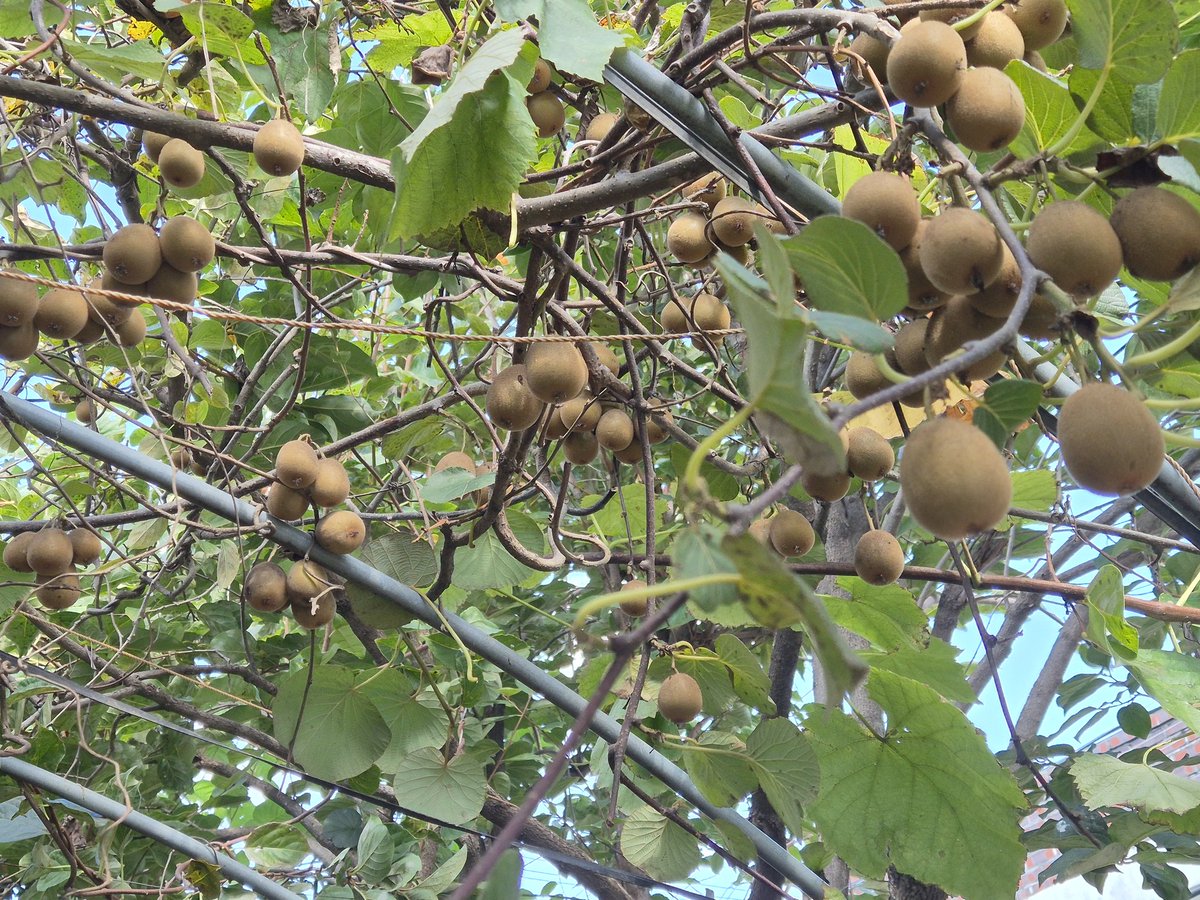 dopalpa's tweet image. 키위가 너무 작아 누구를 주기가 뭐하다
ㅠㅠ
관리를 했어야 했는데 바빠서...