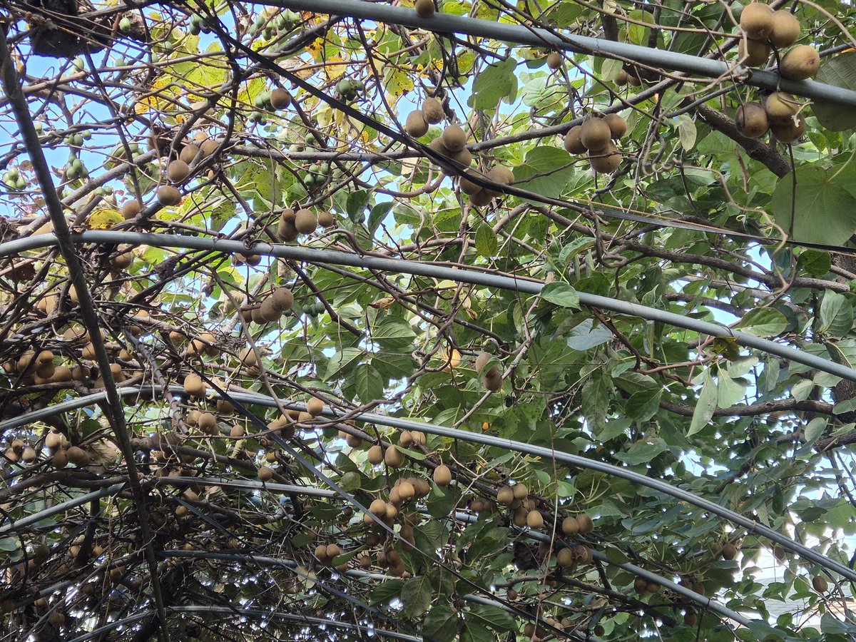 dopalpa's tweet image. 키위가 너무 작아 누구를 주기가 뭐하다
ㅠㅠ
관리를 했어야 했는데 바빠서...