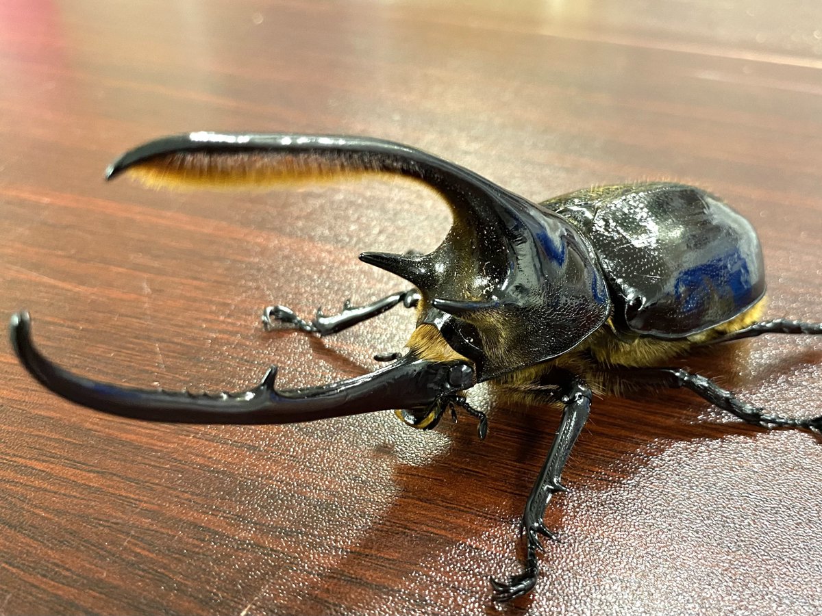 カブト・クワガタ専門店 BEETLE GARDEN on X