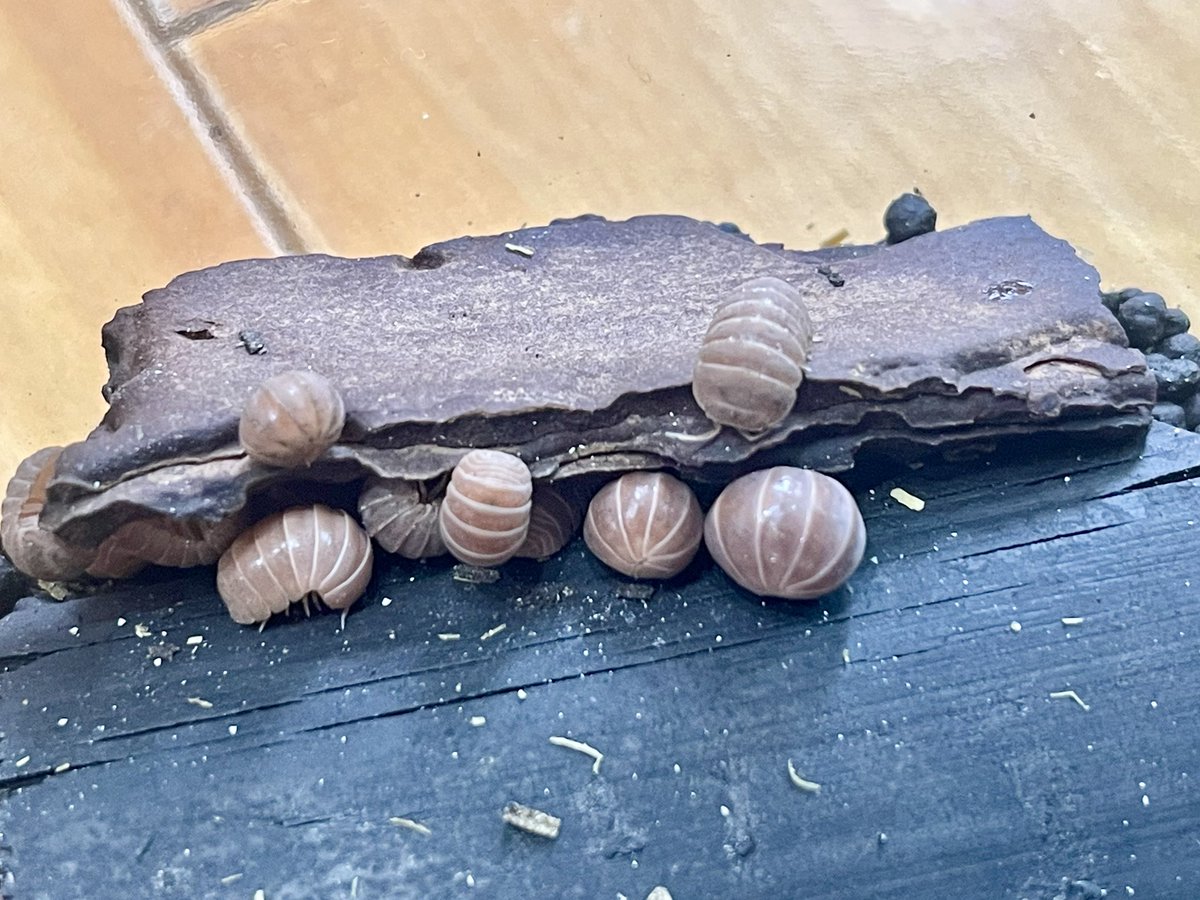 ノーマル飼育から出た レッド？
オフィシナリスレッドって こんなもんなのかな？
ネット画像じゃ オカダンストロベリーなみに赤いの見かける。

#アルマジロオフィシナリス