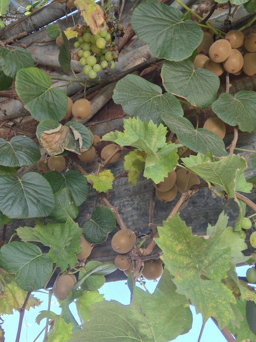 dopalpa's tweet image. 관상용...
예쁘쥬