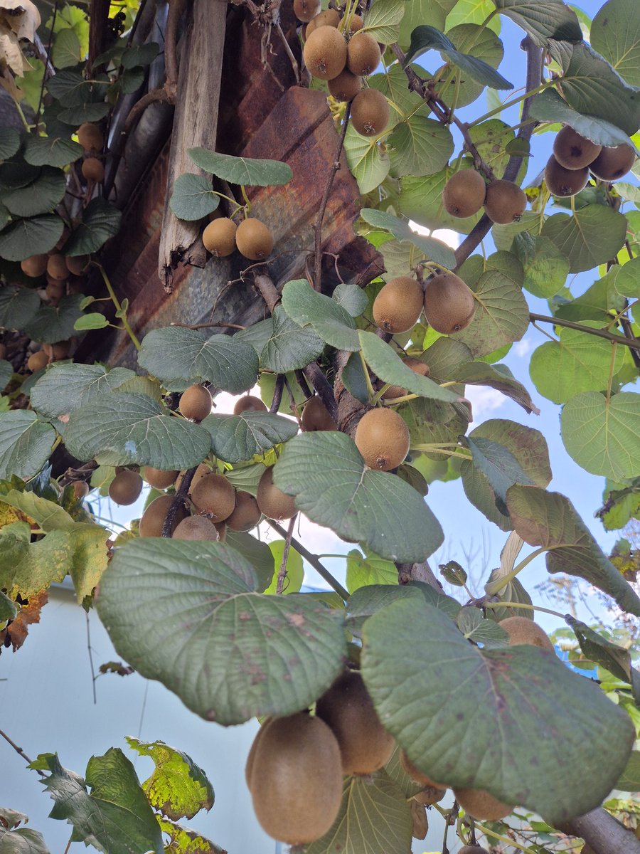 dopalpa's tweet image. 관상용...
예쁘쥬