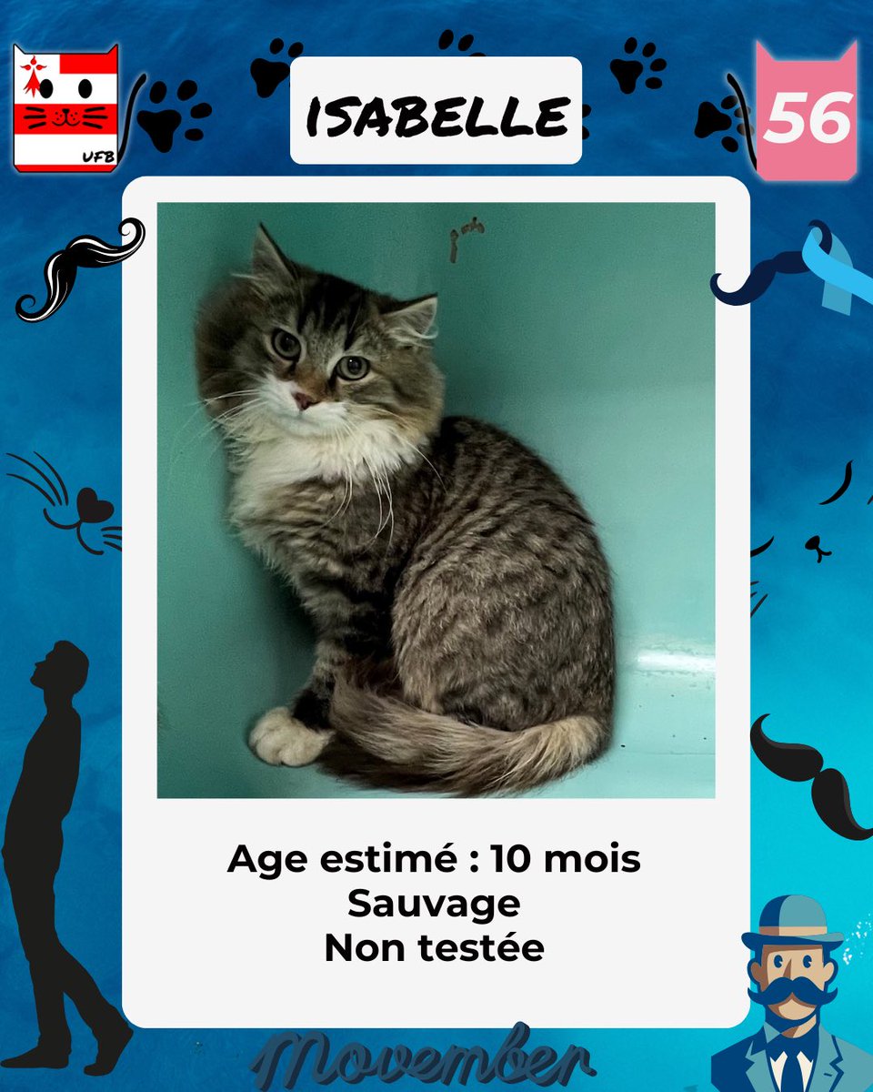 justineducern's tweet image. En Fourrière en Bretagne dans le dépt 56  
J&apos;ai été trappée, car non identifiée . 
Je suis à ADOPTER pour me sortir de cette fourrière  
mais avant le 07/11/2025  
Pour Renseignements:  
Faire un message à Urgences Fourrières de Bretagne  
Lien  ➡️facebook.com/urgencesfourri…