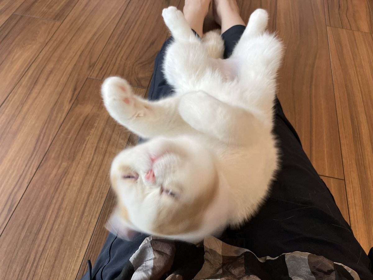 きなこ❣️ エキゾのきなこさん。 (@miikomaple) / Posts / X