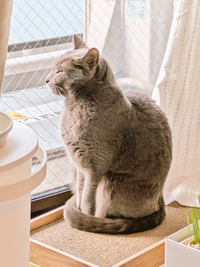 おはようございます

窓辺でじっと外を眺める碧さま。
しっぽまできれいに丸まって、秋を感じてるみたいです🍁🍂
#猫のいる暮らし #癒し