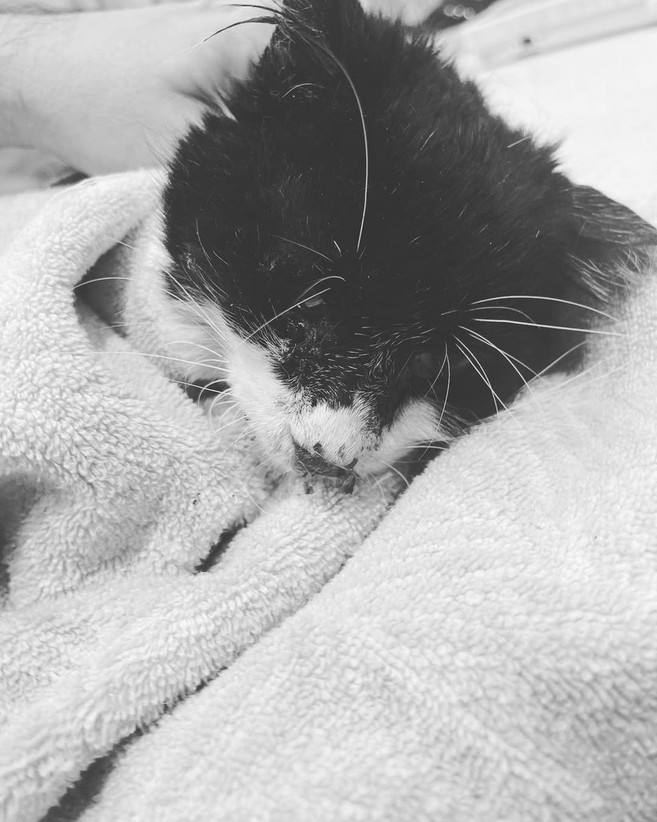 Our kitty from yesterdays live rescue died overnight. We are sorry help didn’t come for you sooner and that you suffered so much. 💔

Please do not ignore signs when cats are sick. Get them help however you can. Anyone can truly be a rescuer.💔