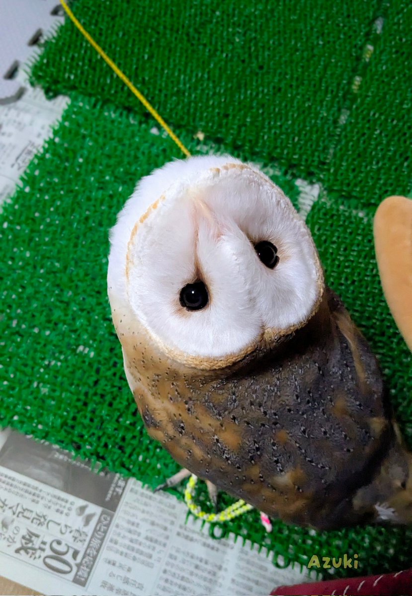 メンフクロウ - Search / X