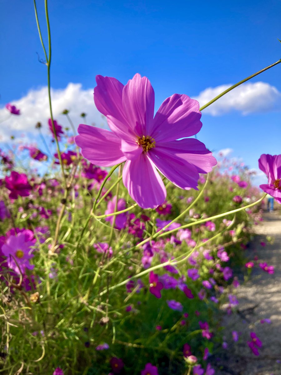 ☆5月特典☆ꕤ*˸yukochun出品✻*˸ꕤ 🍟‎🤍くまっちょ‎‎🤍🍟 on X