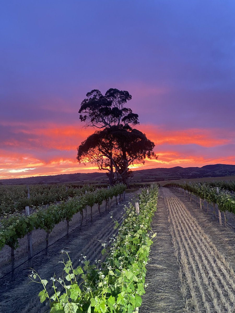 Steve Schiller tweet media