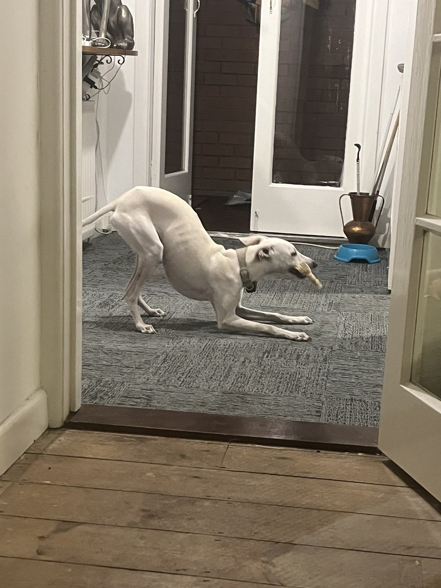 tw_riot's tweet photo. Everyone look at this dog. he is the biggest italian greyhound. a biggy iggy. https://t.co/mBCLB32prf