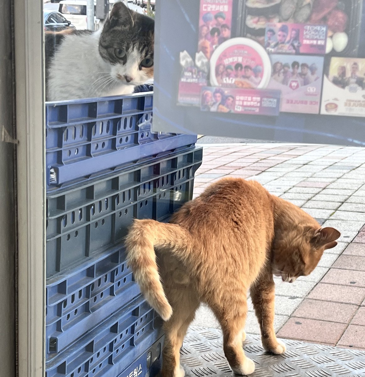 근무하는데 애옹이들 사진 찍는 걸 참을 수 없었어요