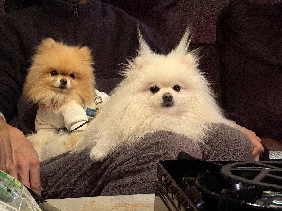 ポメラニアン サブロー 低浮上 (@naaasan3000) / Posts / X