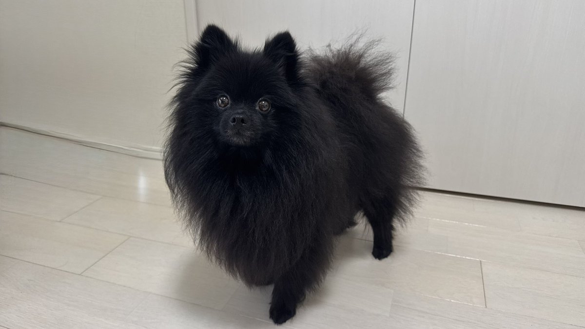 【ポメラニアン クロ】 こうして見るとまだ赤ちゃんなのだなあ #ポメラニアン