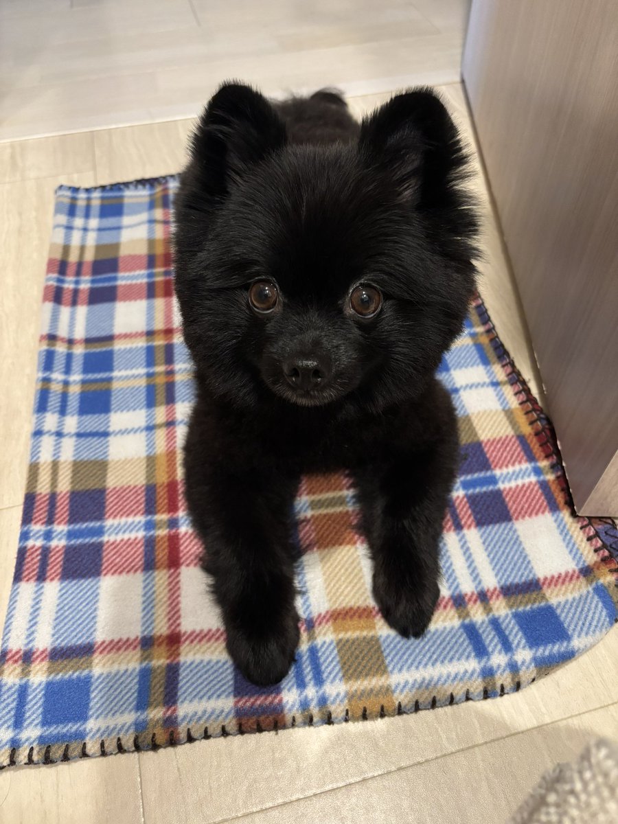 黒ポメラニアンのぷーちゃん (@phoochannel) / Posts / X