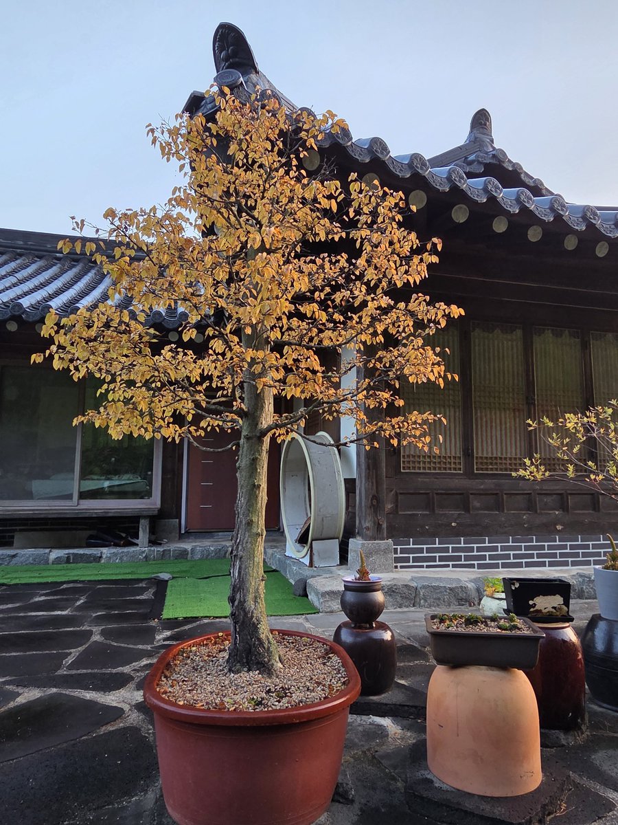 가을 나무 매달린 노란 단풍이 시골집 마당을 진하게 채색하며 절정을 이룹니다.

비 바람 세차게 불어 오면 벚 꽃처럼 흩날려 없어지는데 아직은 한  서너 날 견딜 것 같은 쌀쌀한 아침입니다.

오랜동안 함께 살아 온 길다란 나무가 잘 익은 가을을 만들더니 마지막 무대를 펼치고 있습니다.
뚜벅이