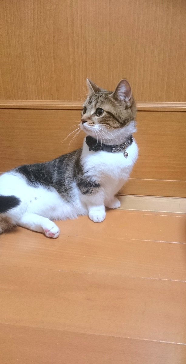 マンチカンです。 お疲れにゃ〜😊👼 毎日暑くてたまらんにゃ〜😵‍💫 午後も頑張ろにゃ