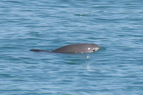 Recientemente, se avistaron Vaquita Marina, entre siete y 10 ejemplares de este mamífero marino, entre ellos una o dos crías, excelentes noticias "están ahí y se mantienen" considerada al borde de la extinción. La única forma de garantizar su supervivencia es reducir su captura.