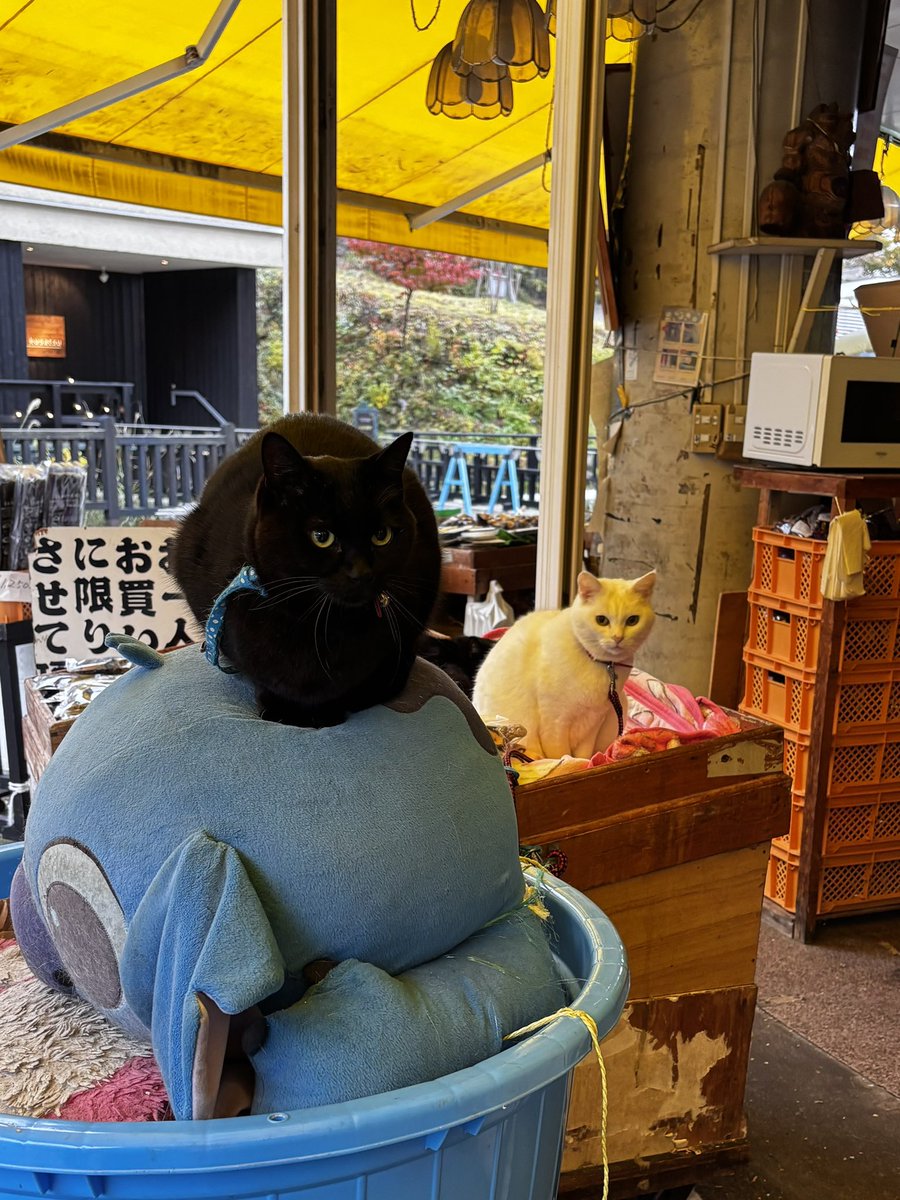 gDMhozuFus5NrG8's tweet image. 西の河原で可愛いネコちゃんたちに遭遇😊（🐻じゃなくてよかった）
温泉と紅葉に癒される♨️🍁