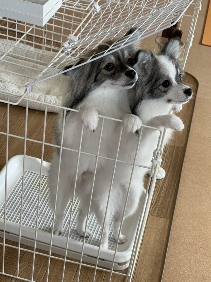 MKitapome's tweet photo. 双子ポメは屋根では止められない🐾 https://t.co/8PqL4jc2Yv