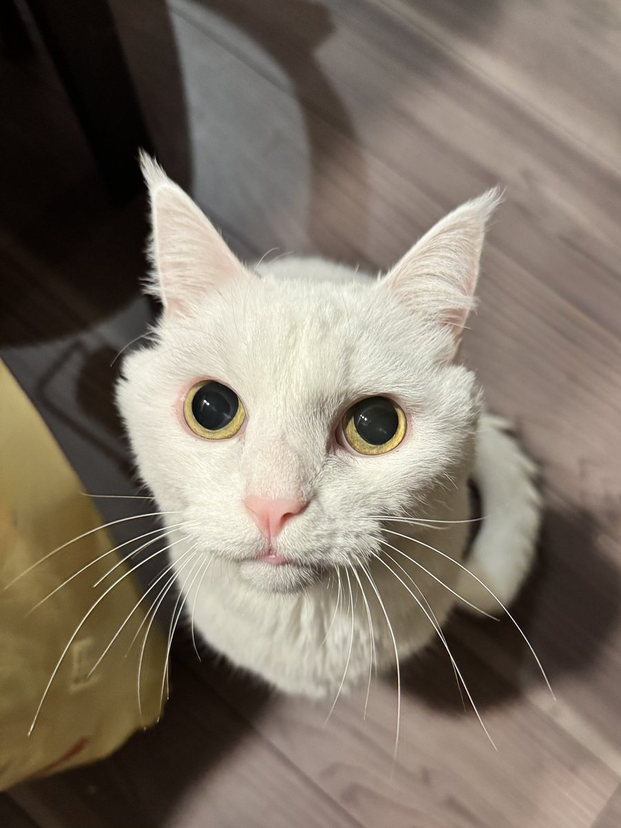 ハク様 (@hakusama0906) / Posts / X