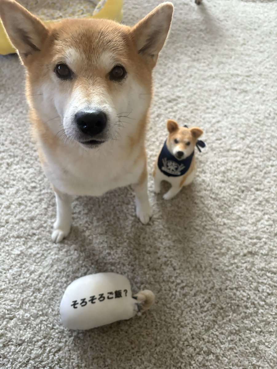 柴犬 きなこ on X