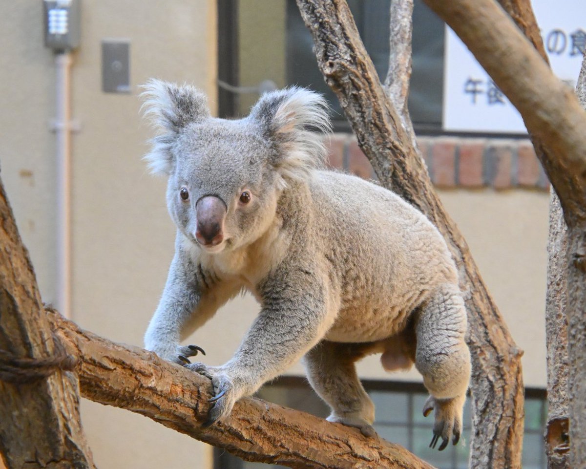 🐨シェリー🥞☕ on X