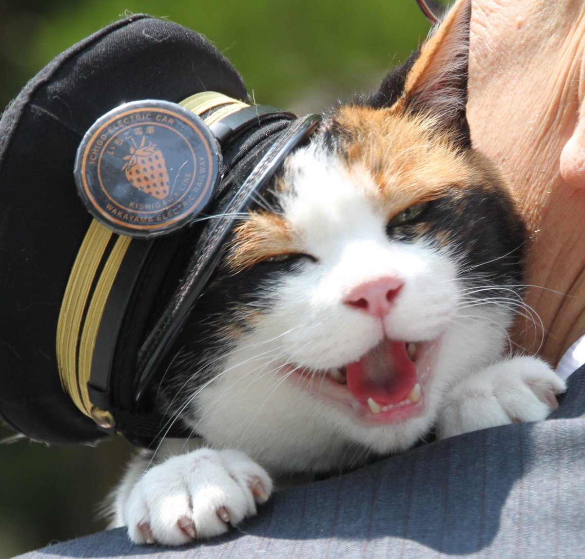 たま駅長 たま駅長物語。日本一有名な猫の駅長はどうして誕生した？