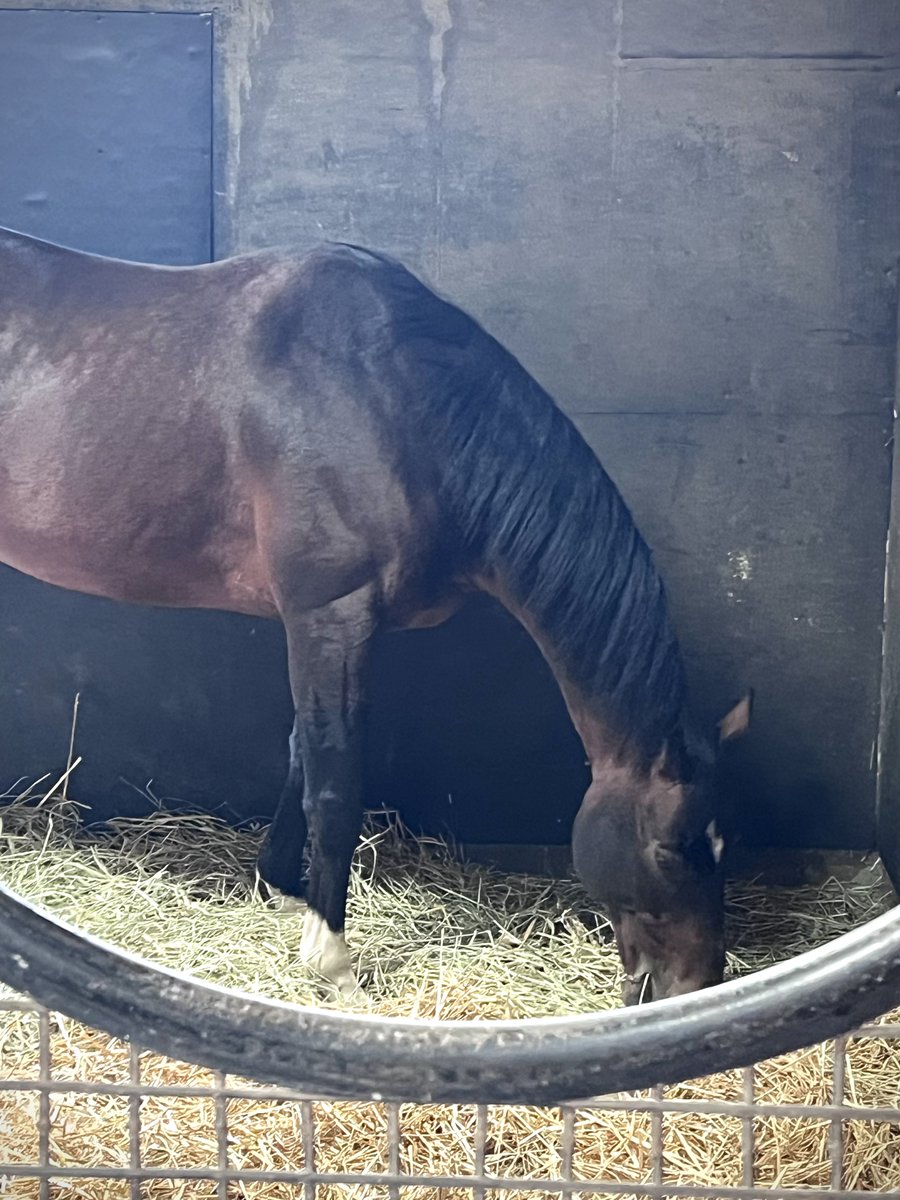 伝説の名馬リアルスティールさんはめちゃ撮り辛い
見学最終日行っといて良かった