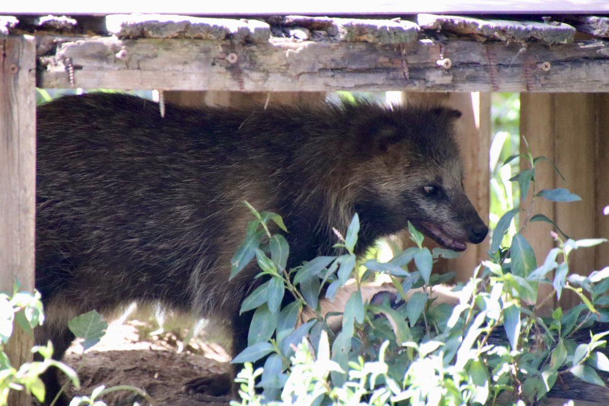 タヌキ愛好家の七倉💉💉💉💉💉/おもバザ神保町し22委託