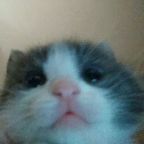 Punch Cat (@punchingcat) on Twitter photo 