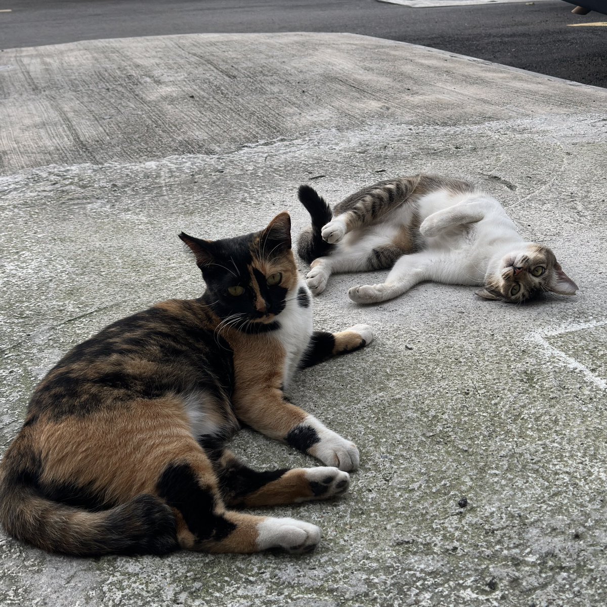 Kucing Terbuang tweet media