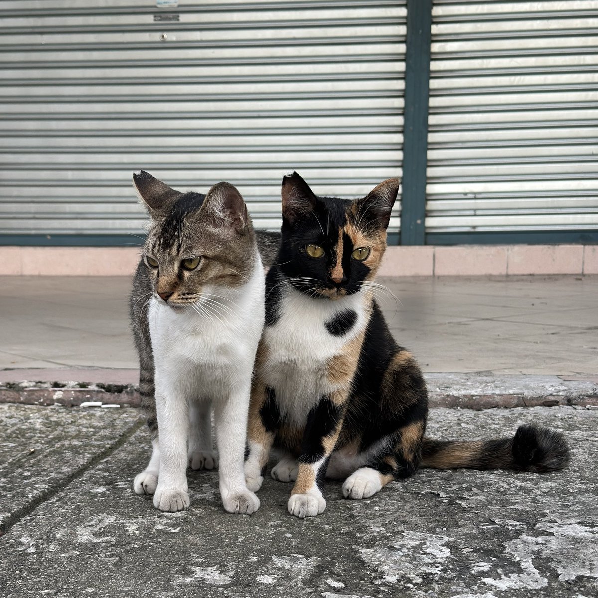 Kucing Terbuang tweet media