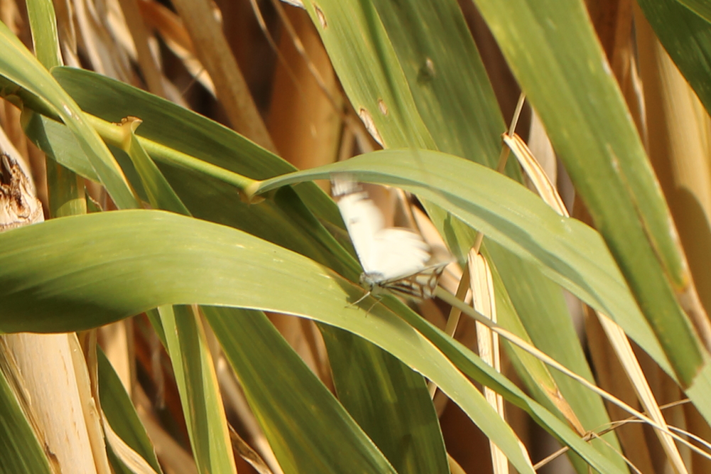 Working through a few old photos. This #butterfly from Tel Aviv, #Israel in November 2019 I think is Belenois aurota but it's a bit beyond my region of knowledge. What do people think?