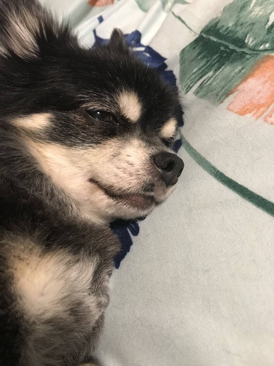 #川崎市　#宮前区　#犬蔵　#迷子犬　#チワワ　#老犬　探しています。お散歩、病院、トリミング、ご近所など似た子を見かけた方いませんか？些細な事でもご連絡お願いします。シェルターの写真などでも気付いた方いたら教えて下さい。右鼻下にシミがあります。　#ブラックタン　脚は茶色です　#拡散希望