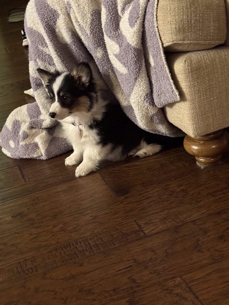 Moms always wanted a corgi puppy… So today we picked up little Miss Ivy!  Her big brother Brewer loves her already!