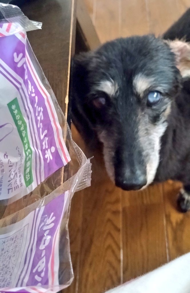 いぬかいまさき on X