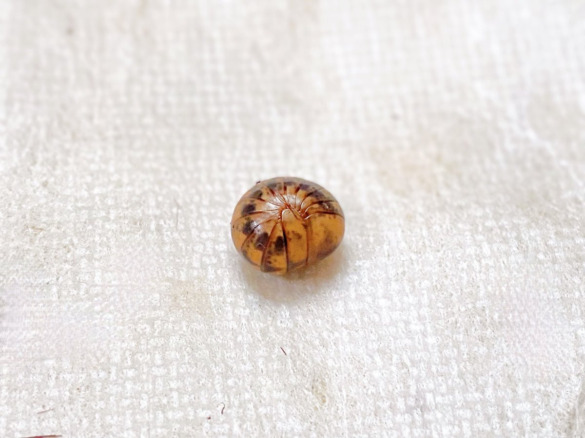 aisuke787☆九レプ on X