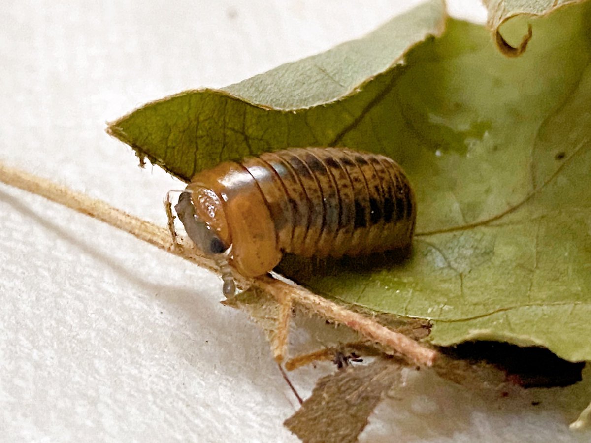 さすけ☆ページ aisuke787☆九レプ on X